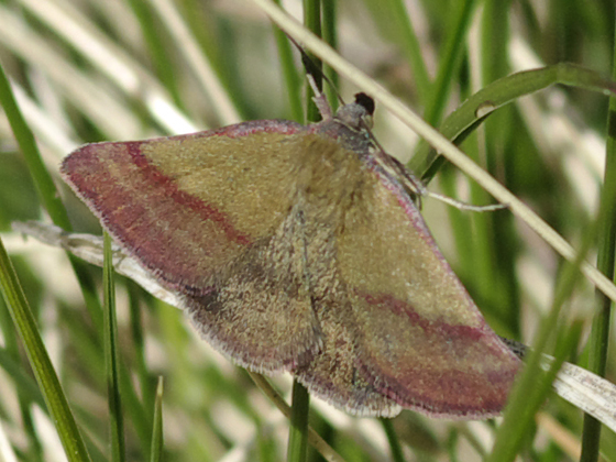 Lepidottero da identificare - Phytometra viridaria